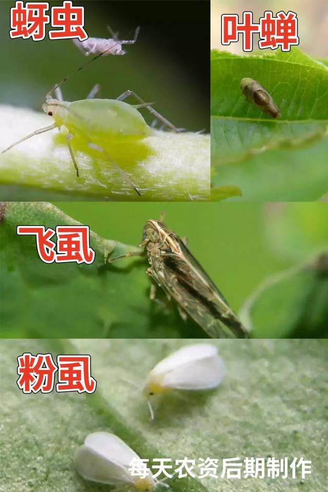 呋虫胺——刺吸式害虫的天敌，6大特性必看3