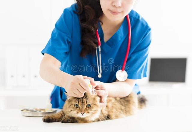 狗狗冠状是什么症状