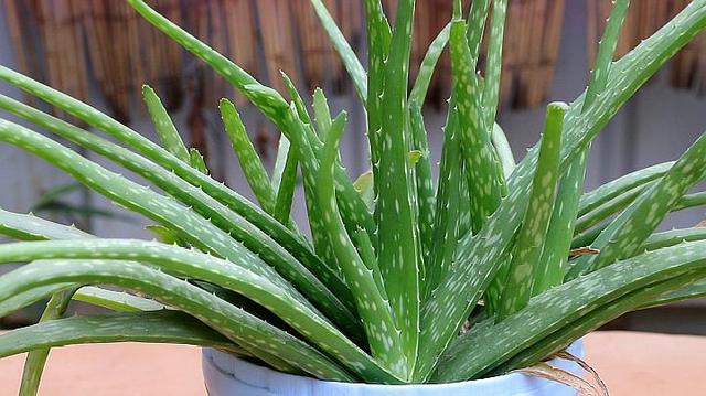 观叶植物 观叶植物（十种室内最好养的植物盆栽） 生活