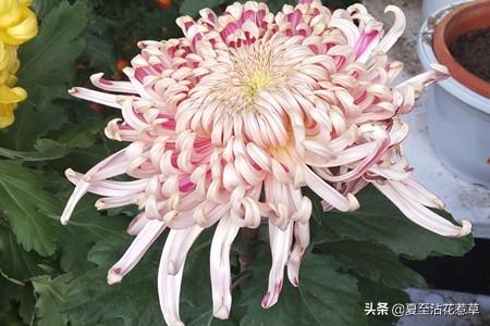 菊花代表什么