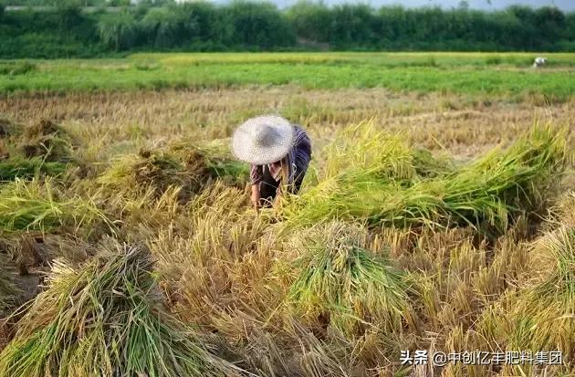 水稻倒伏太可怕？我教你，轻松解决它6