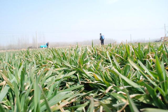 2019年，小麦重大病虫害综合防控方案，种植户们多了解！3