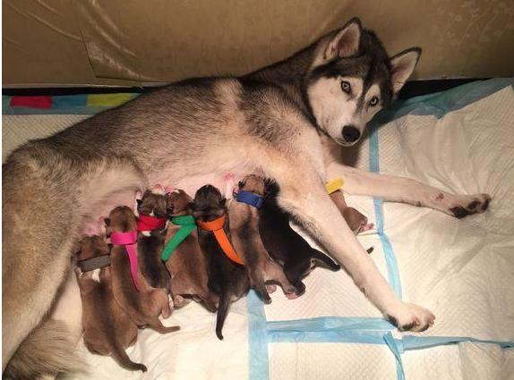 狗狗怀孕肚子疼的厉害(狗狗怀孕吃啥最好)-艾拉狗狗乐园