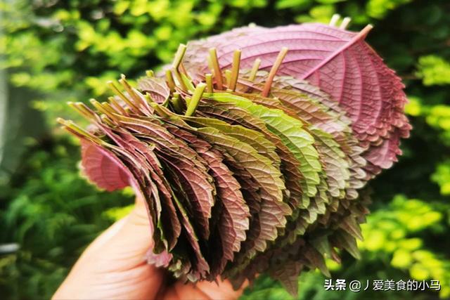 這個季節我們為什麼不吃紫蘇葉呢 為了健康 請您告知家人 中國熱點