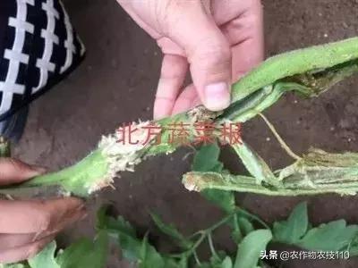 「病害」小心！番茄长了这种根，虽不腐烂，但会死棵2