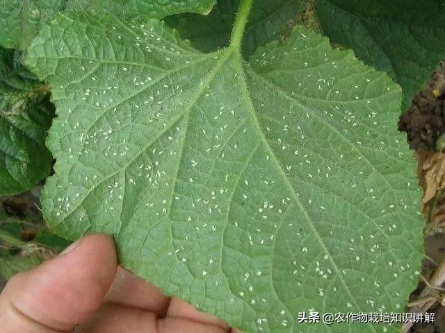 黄瓜白粉虱不可怕，怕你没有好法来治它3