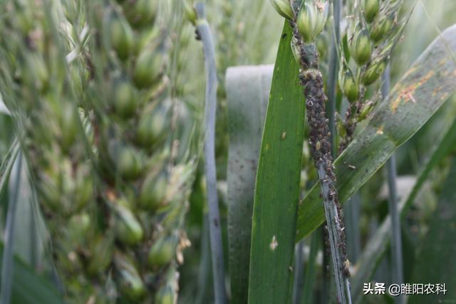 吡虫啉这个配方，几分钟就可杀死害虫，价格还便宜