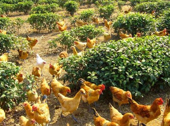 鸡皮肤洗澡用什么