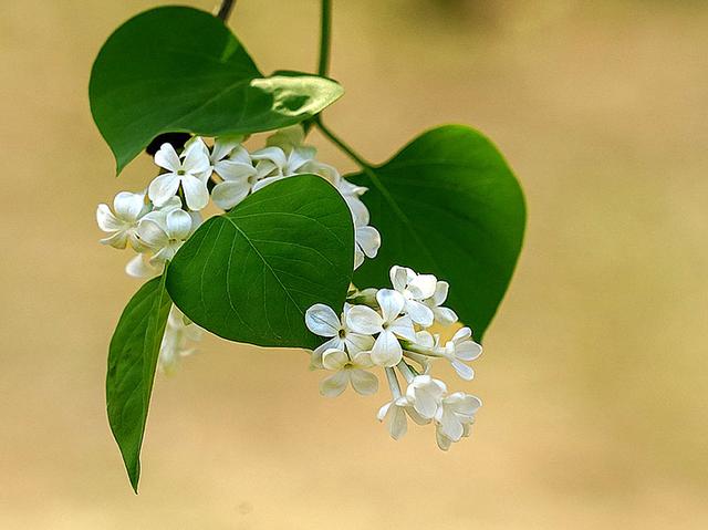 落花有意流水无情的意思