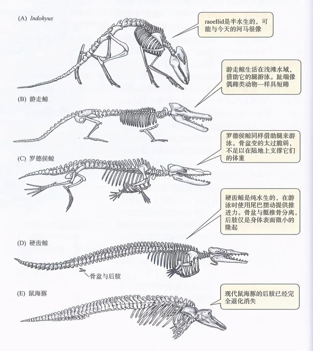 鲸鱼是不是鱼