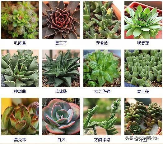多肉分类 多肉分类（多肉分类及名称图片） 生活