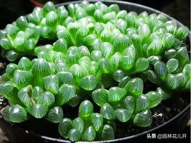 多肉植物图谱