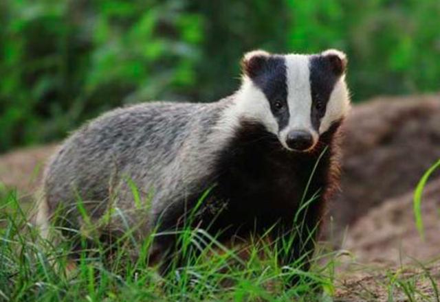 狗獾子是什么(狗獾和猪獾的区别图片)