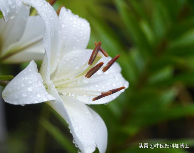 冬季别错过这4大“养阴高手”，健脾胃清肺热，好处吃过的人都懂