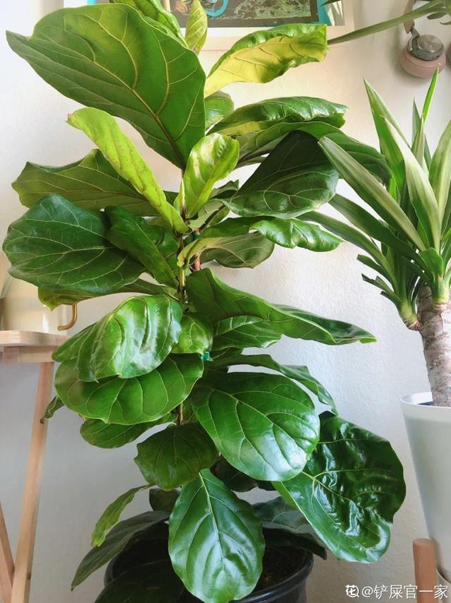 绿宝树