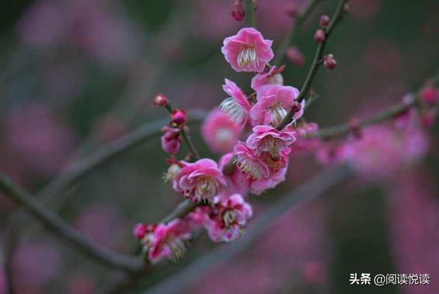 梅花的精神 梅花的精神（梅花的精神和品质） 科普