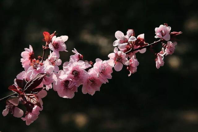 春天开的花有哪些