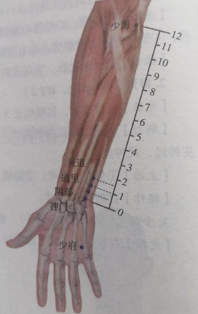 每日一穴……神门穴