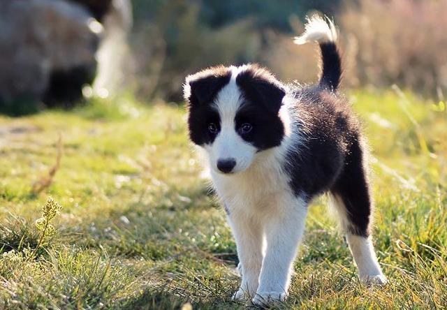 边界牧羊犬