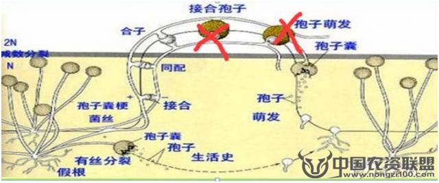 波尔多液的杀菌原理及配置方法1