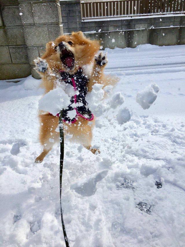 夢見雪好不好(夢見雪好不好的預兆)