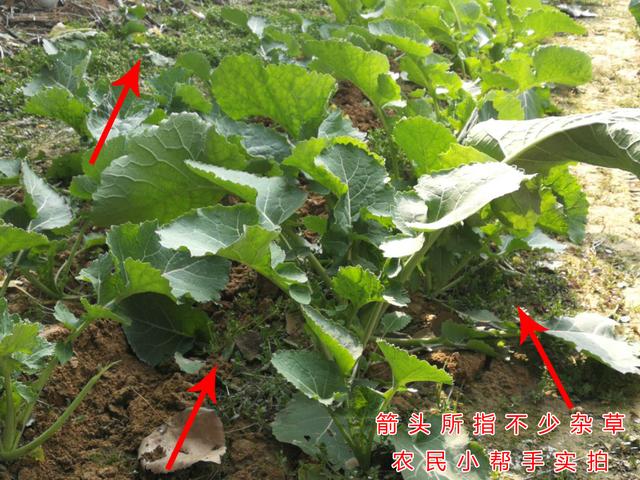 油菜除草有技巧，什么时候打？注意事项有哪些？建议农户这样做