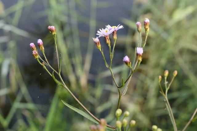 薇甘菊