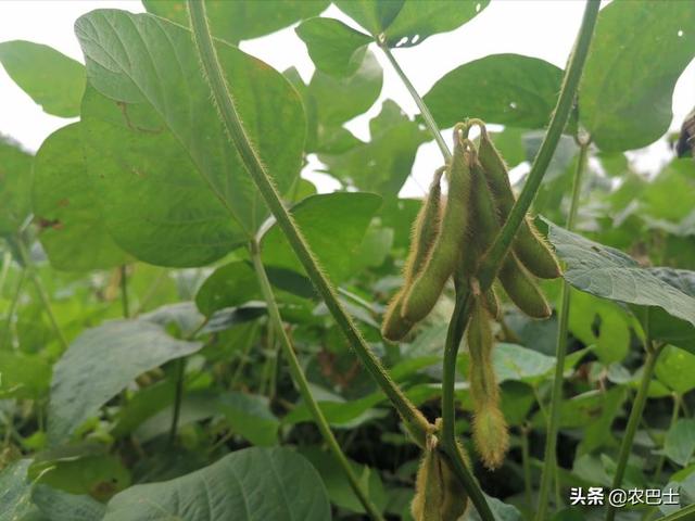 大豆控旺可以提高产量，哪个时间控旺效果最好？5