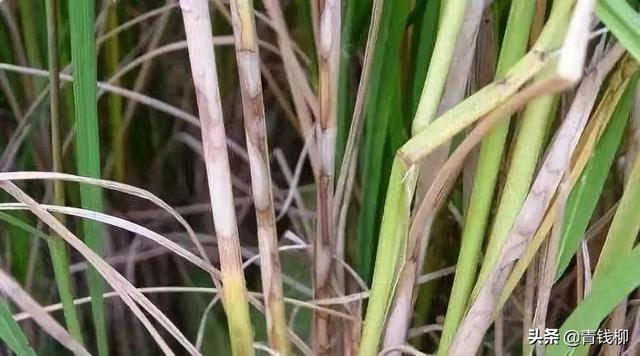 水稻稻瘟病的发生及综合防治