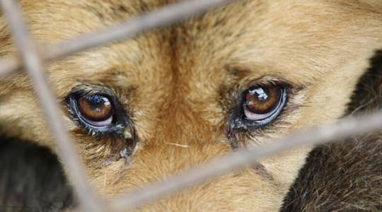 狗狗死前为何咬主人一口(狗狗死后会思念主人吗)-艾拉养犬