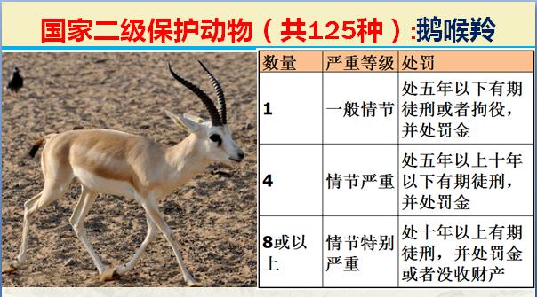 国家二级保护动物