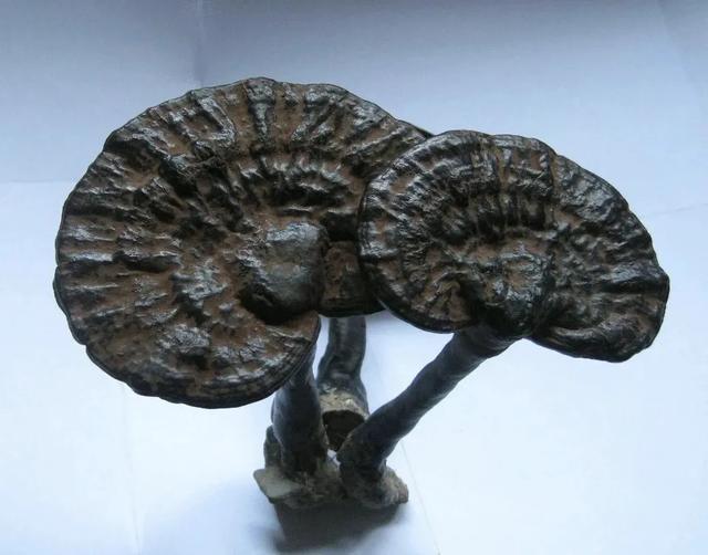 灵芝被称为“云朵仙草”，到底仙在哪？