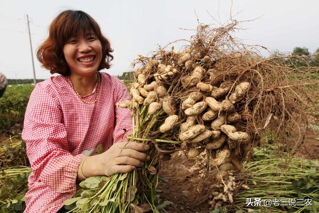 一个办法，解决白菜，番茄，小麦，花生**害虫危害问题，效果好11