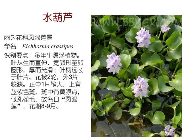 水生植物 水生植物（水生植物种植施工方案） 生活