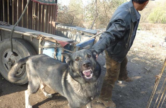 狼青犬 狼青犬（狼青犬和德牧哪个凶猛） 动物