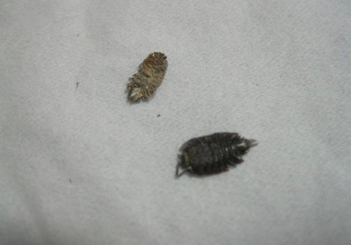 浑身鸡皮疙瘩瘙痒