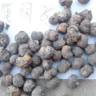 庵怎么读音庵闾子是什么中药