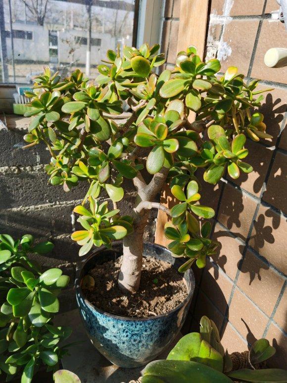 家里最旺财的十种花 家里最旺财的十种花（兰花） 生活