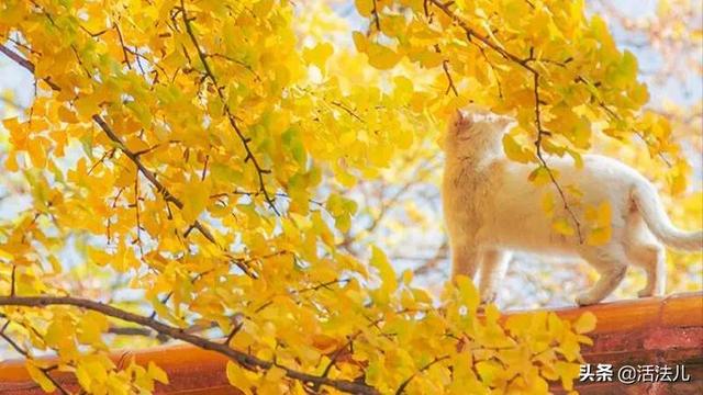 农历八月将至，养肺最佳的时机来了，做好这3件事，排出身体垃圾