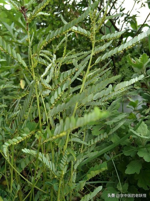 珍珠草功效主治药用图片