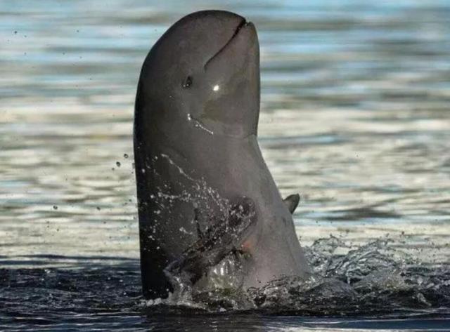 濒临灭绝动物前10名(濒临灭绝动物公益广告)