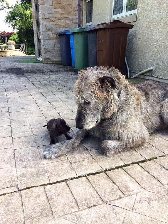 直至有軍人刻意繁殖愛爾蘭獵狼犬,於是選用蘇格蘭獵鹿犬,大丹犬,蘇俄