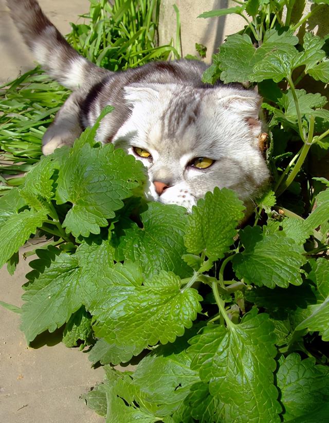 猫薄荷