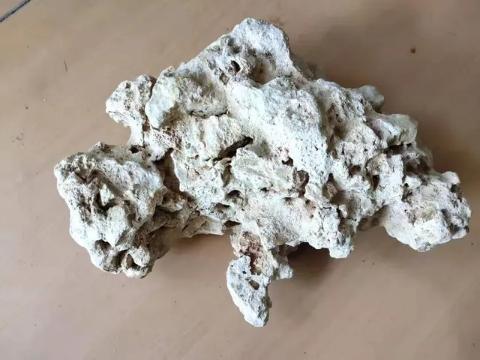 热带鱼鳞掉了一片