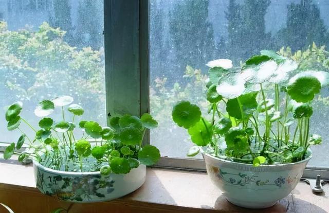 家里最旺财的十种花 家里最旺财的十种花（兰花） 生活
