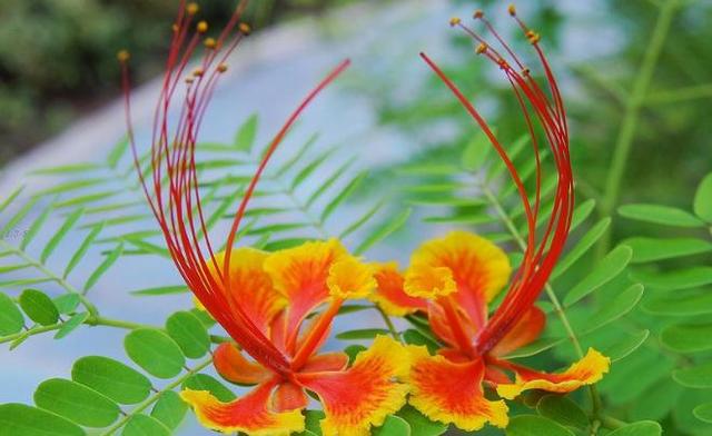 凤凰花花语 凤凰花花语(凤凰花花语是什么) 大数据