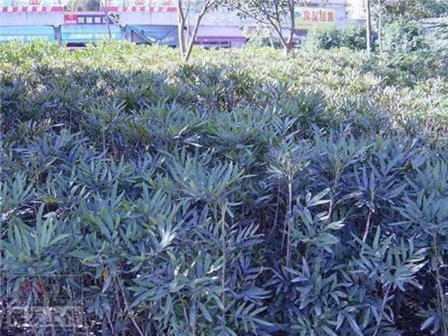 常见园林植物