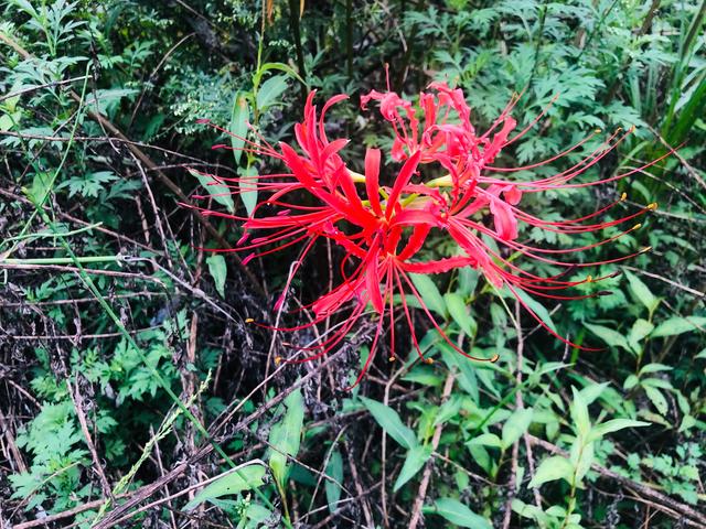 彼岸花開開彼岸 奈何橋前可奈何 中國熱點