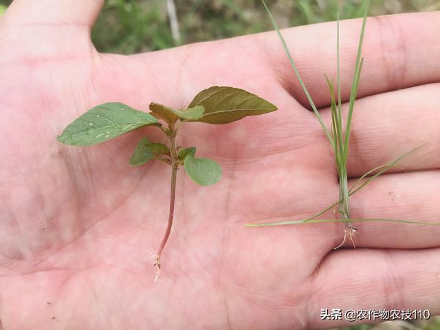 夏至后，抢抓降雨间隙做好水稻除草，如何施药才能高效？5