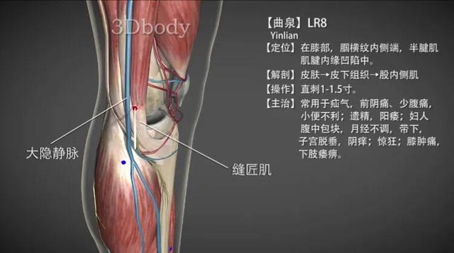 曲泉穴—肝肾阴虚要穴